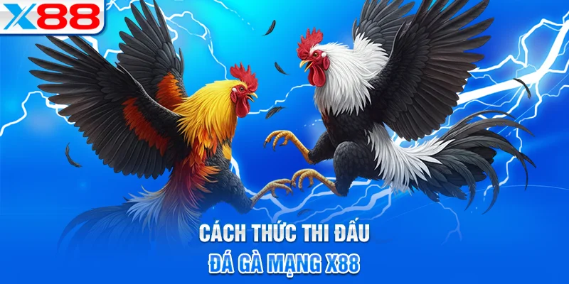 Hướng dẫn tham gia đá gà mạng tại X88